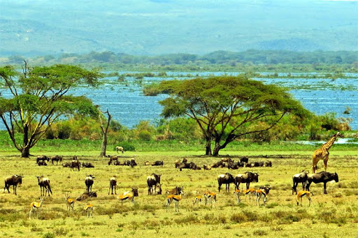 Kenya Tours Itinerary 10 Days Nairobi Mount Kenya Laikipia County Lake Naivasha Narok County